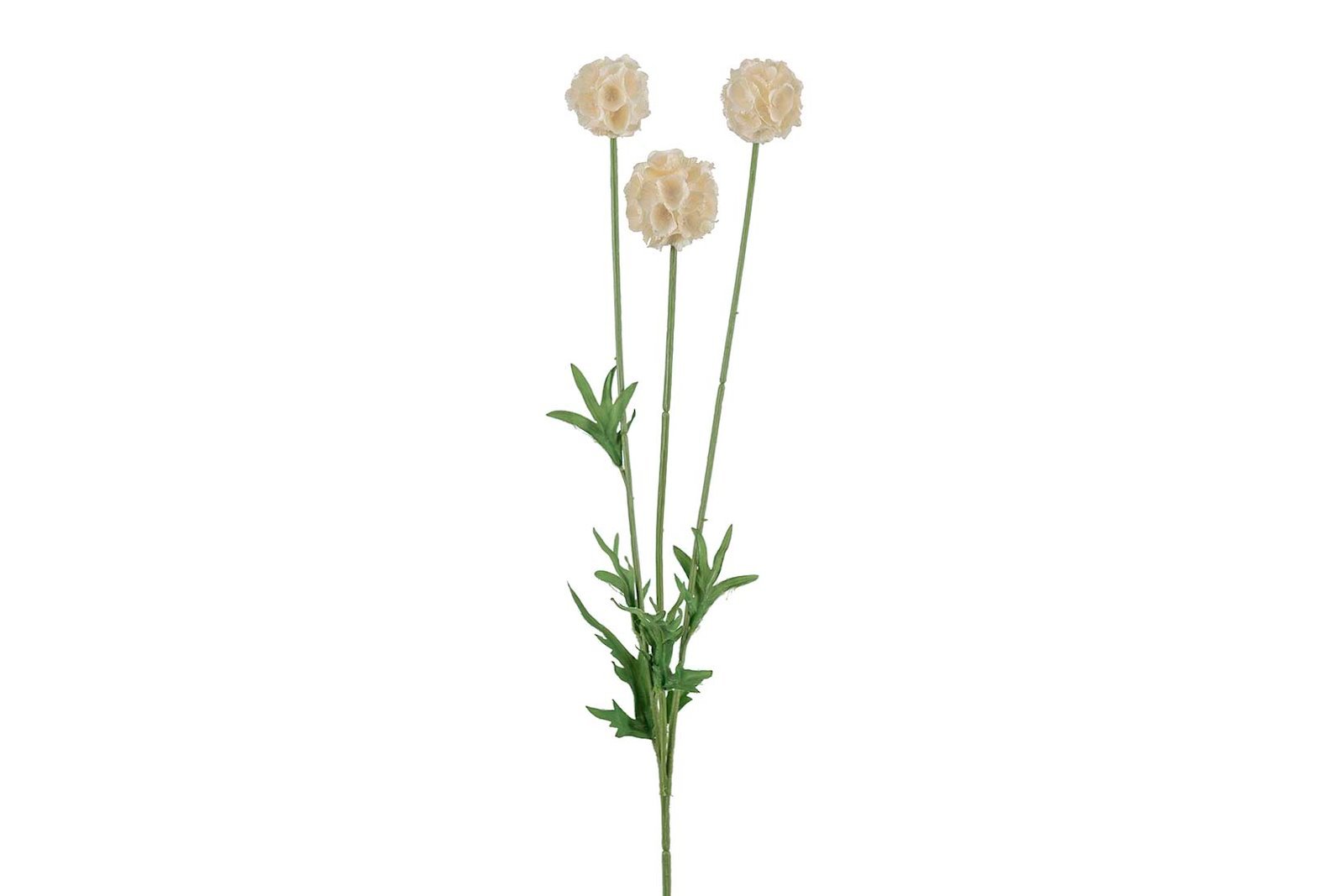 Scabiosa stilkblomst Grønn/Mørk beige H60 cm