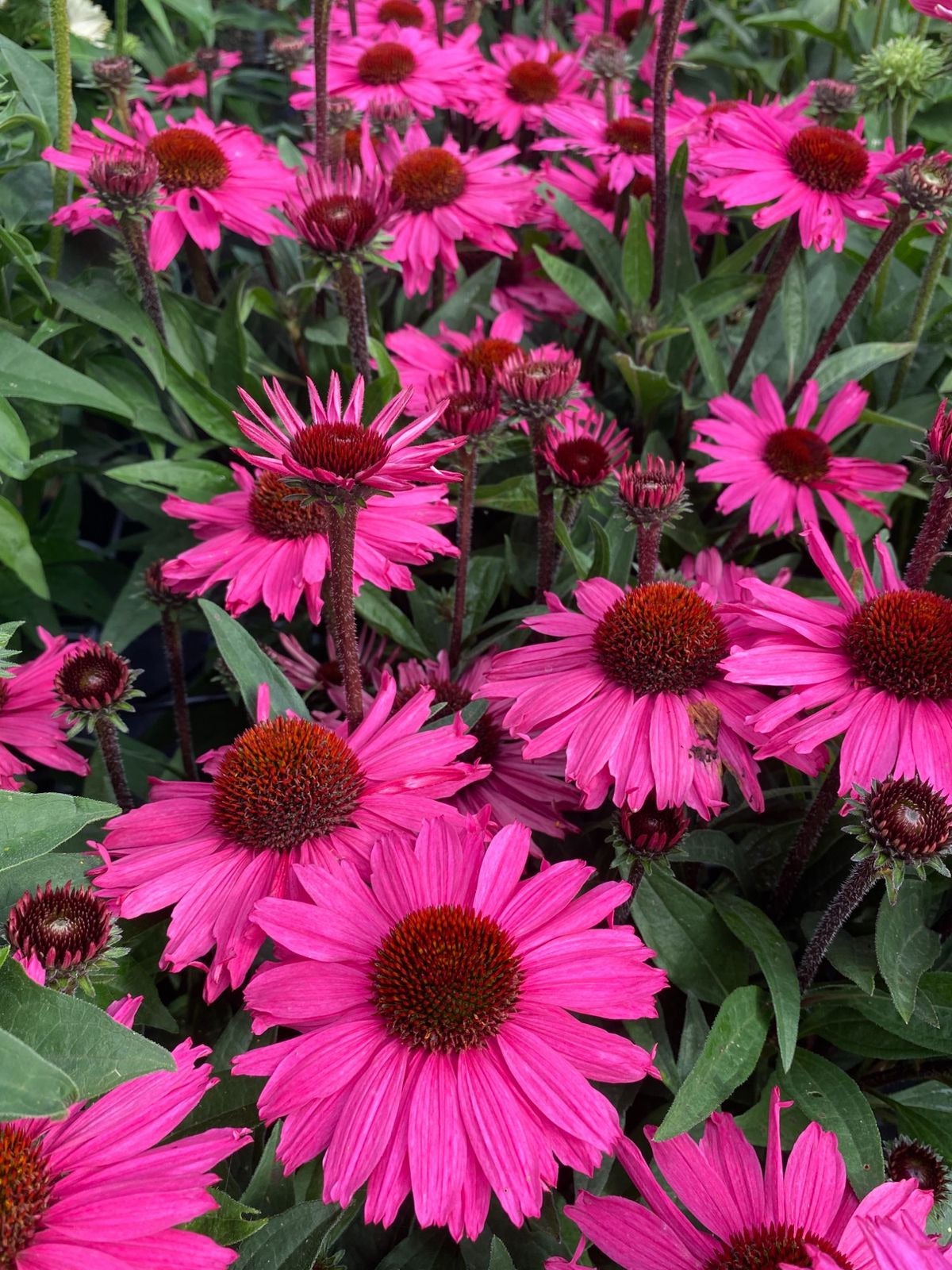Zonnehoed (Echinacea purpurea 'SunSeekers Purplelicious') D 17 H 35 cm