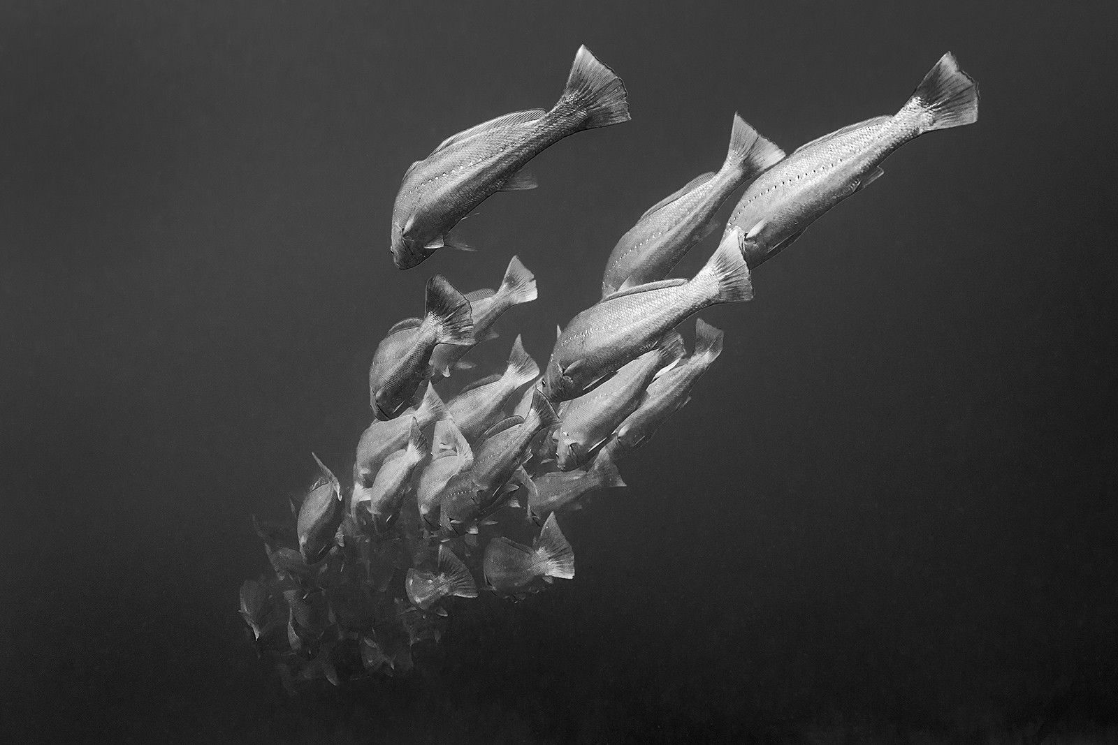 Into The Deep by Jean - Marie Ghislain - Limited Edition. Edition of: 150. Signed.