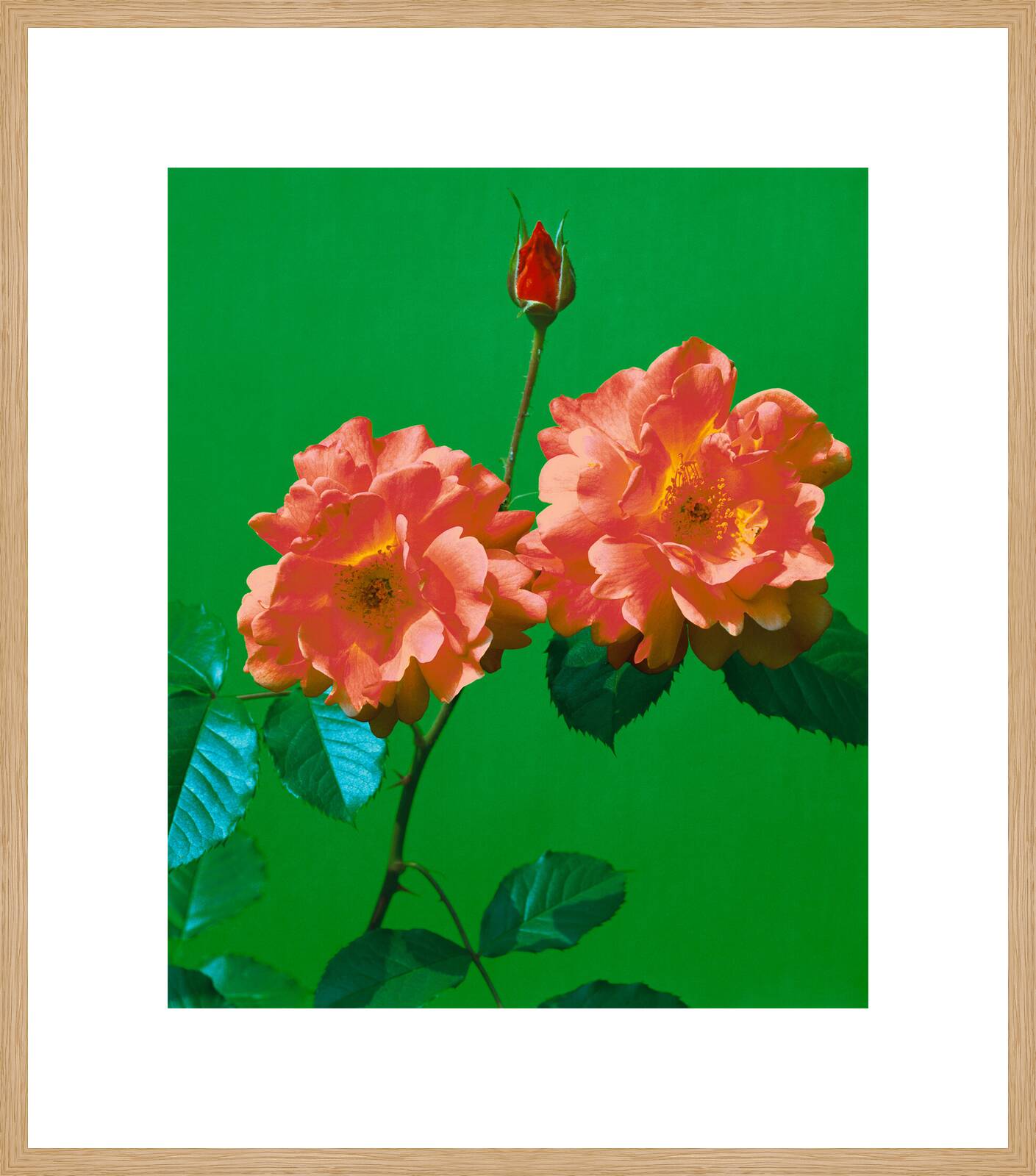 Rosen 101 by Kris Scholz - Limited Edition. Edition of: 100. Signed.