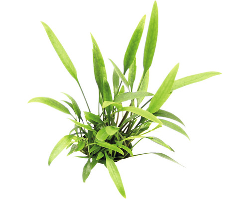 Smalbladige Nevilii Waterbeker - Cryptocoryne lucens
