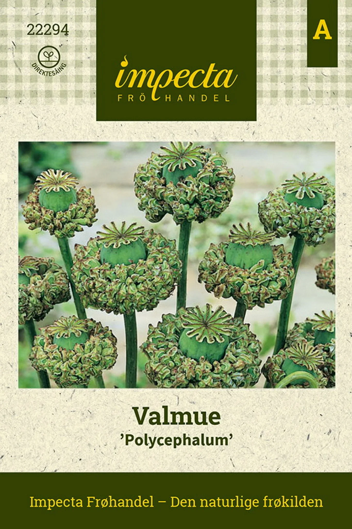 Papaver somniferum 'Polycephalum' Valmue 'Polycephalum'