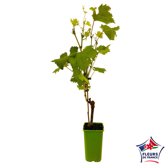 Vigne 'Chasselas Doré' : pot de 1,5 litres