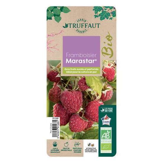 Framboisier 'Marastar®' (MA 2920) bio - pot de 1,5L