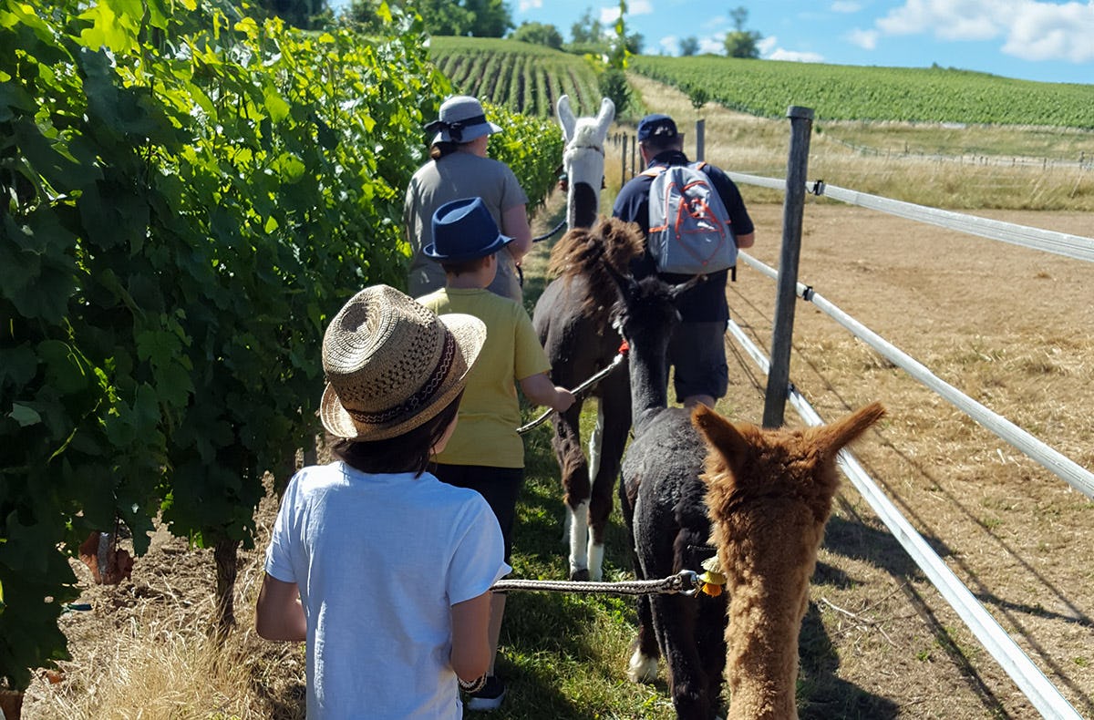 Alpaka-Trekking-Tour für 2 Stadecken-Elsheim