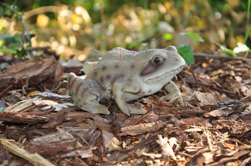 Dazikemo Gartenfigur Teichfigur Dekofigur Frosch
