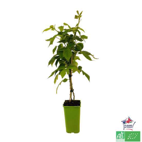 Framboisier 'Marastar®' (MA 2920) bio - pot de 1,5L