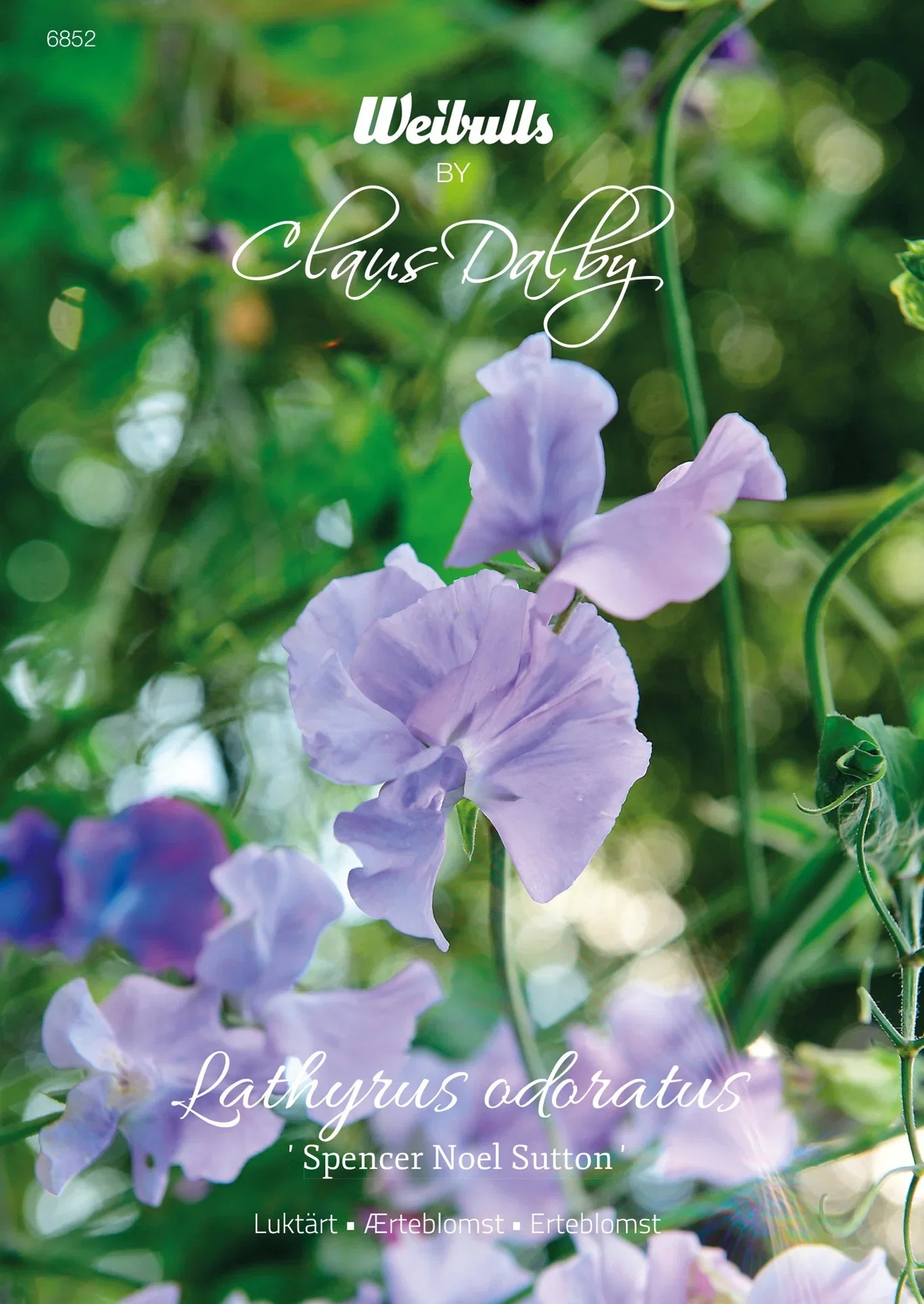 Lathyrus odoratus 'Spencer Noel Sutton' Lukk 'Spencer Noel Sutton