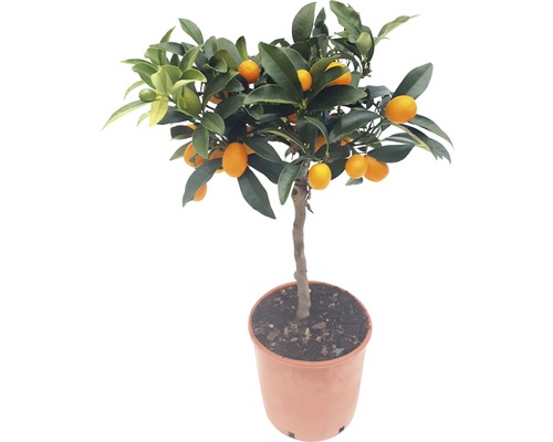 Ovale Kumquat FloraSelf Fortunella margarita H 60-70 cm Ø 19 cm pot