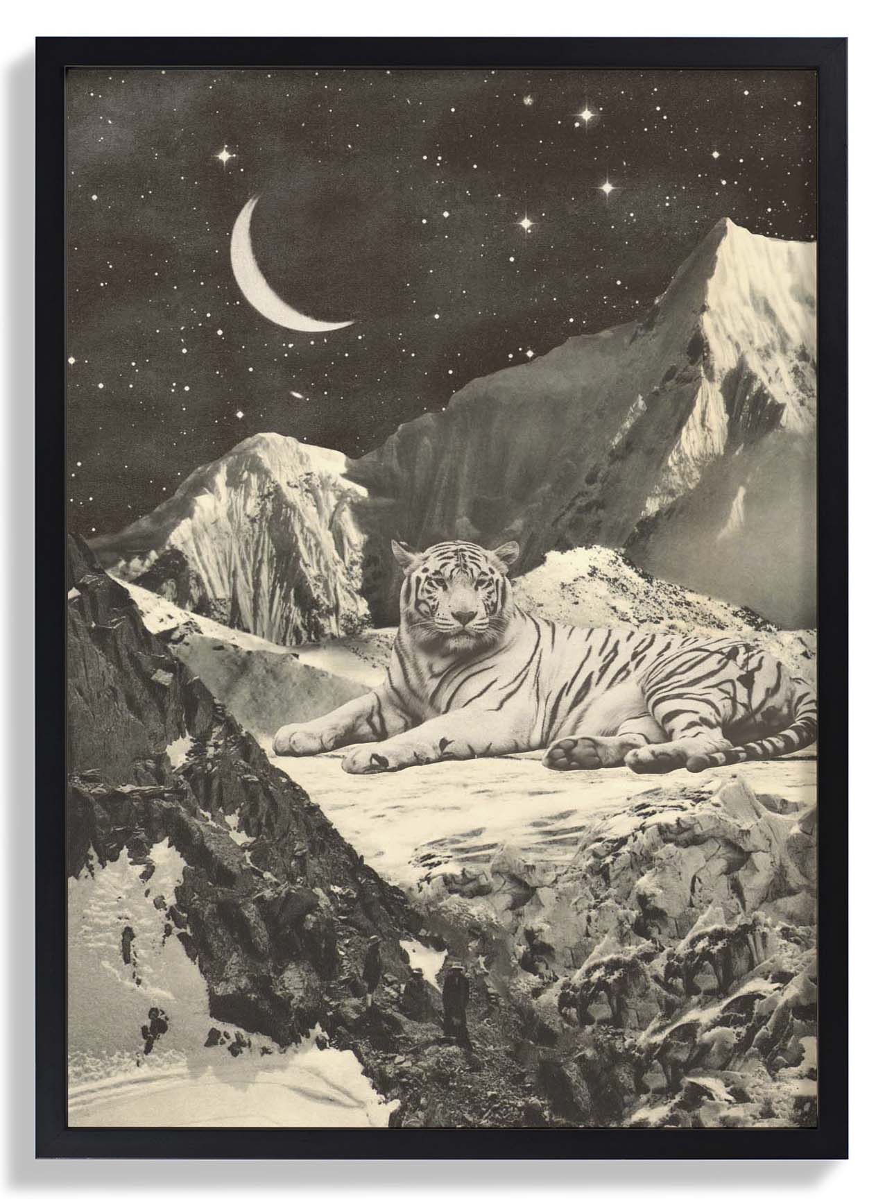 Riesiger weißer Tiger in den Bergen von Florent Bodart