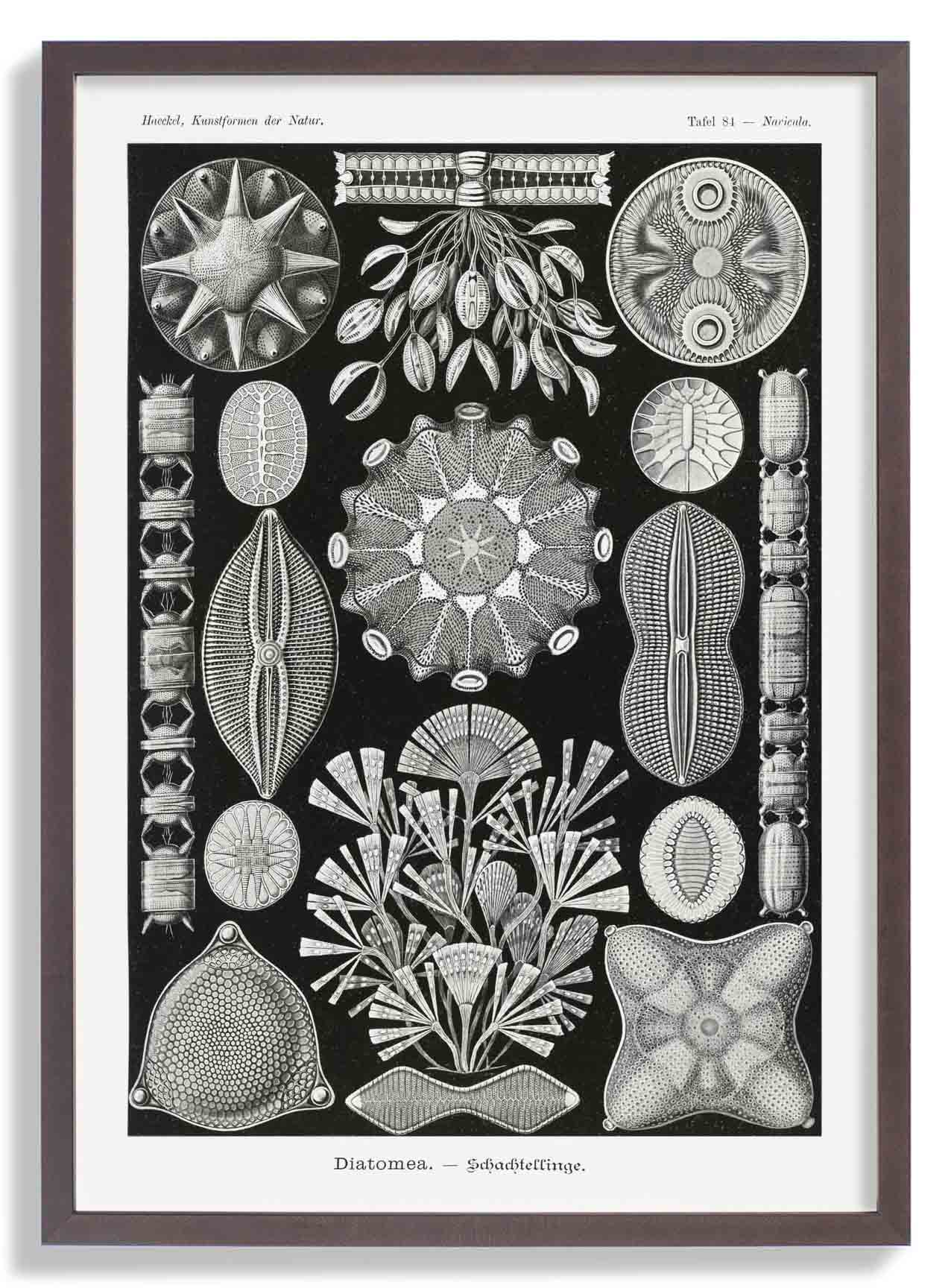 Diatomeen von Ernst Haeckel