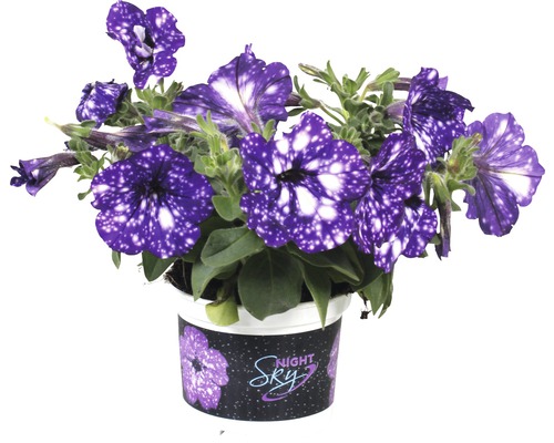 Hangende Petunia FloraSelf Petunia pendula 'Night Sky' Ø 10,5 cm pot