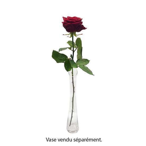 Rose Red Naomi rouge H.70cm, à la pièce