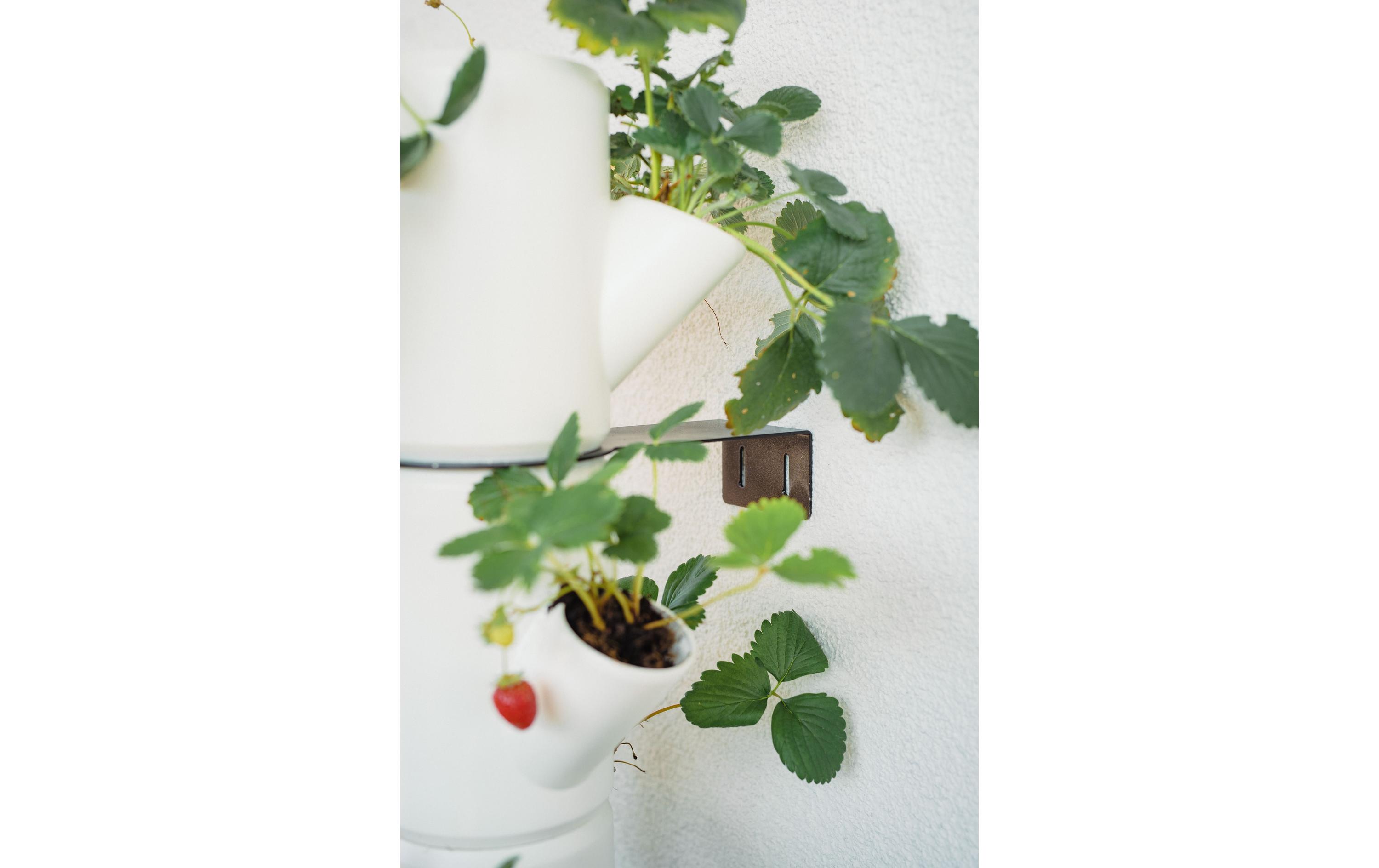 Aufzuchttöpfe SISSI STRAWBERRY Infinity, WeissUrban Gardening Erdbeerbaum