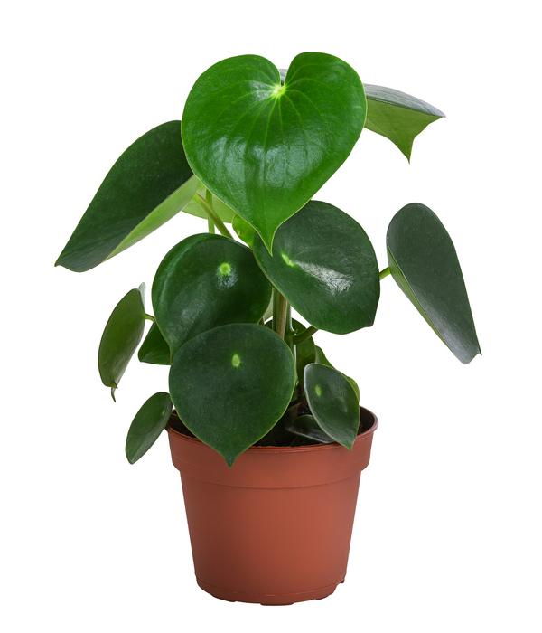Bio Peperomie - Peperomia polybotrya