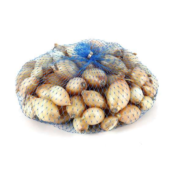 Bulbes d'oignons 'Turbo' en filet - 250 g