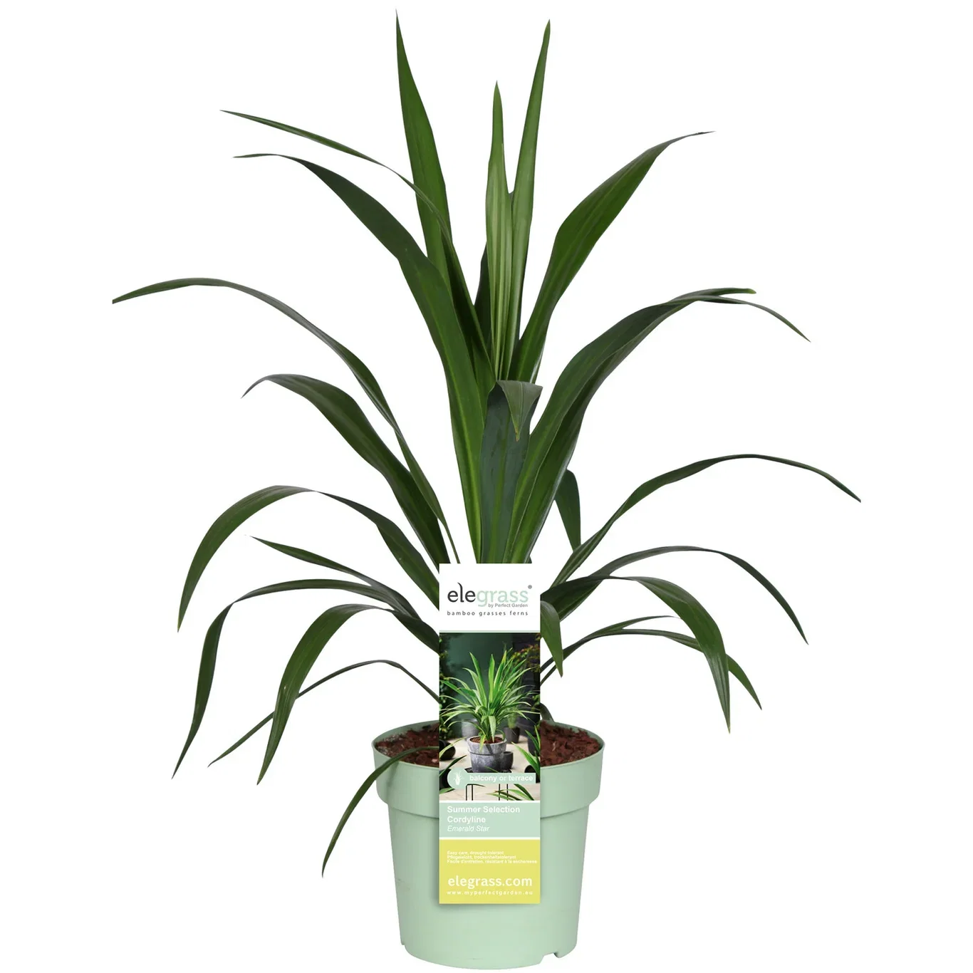 Cordyline australis 'Broadsword' EMERALD STAR Australiadrakelilje  'Broadsword' EMERALD STAR Ø23 cm