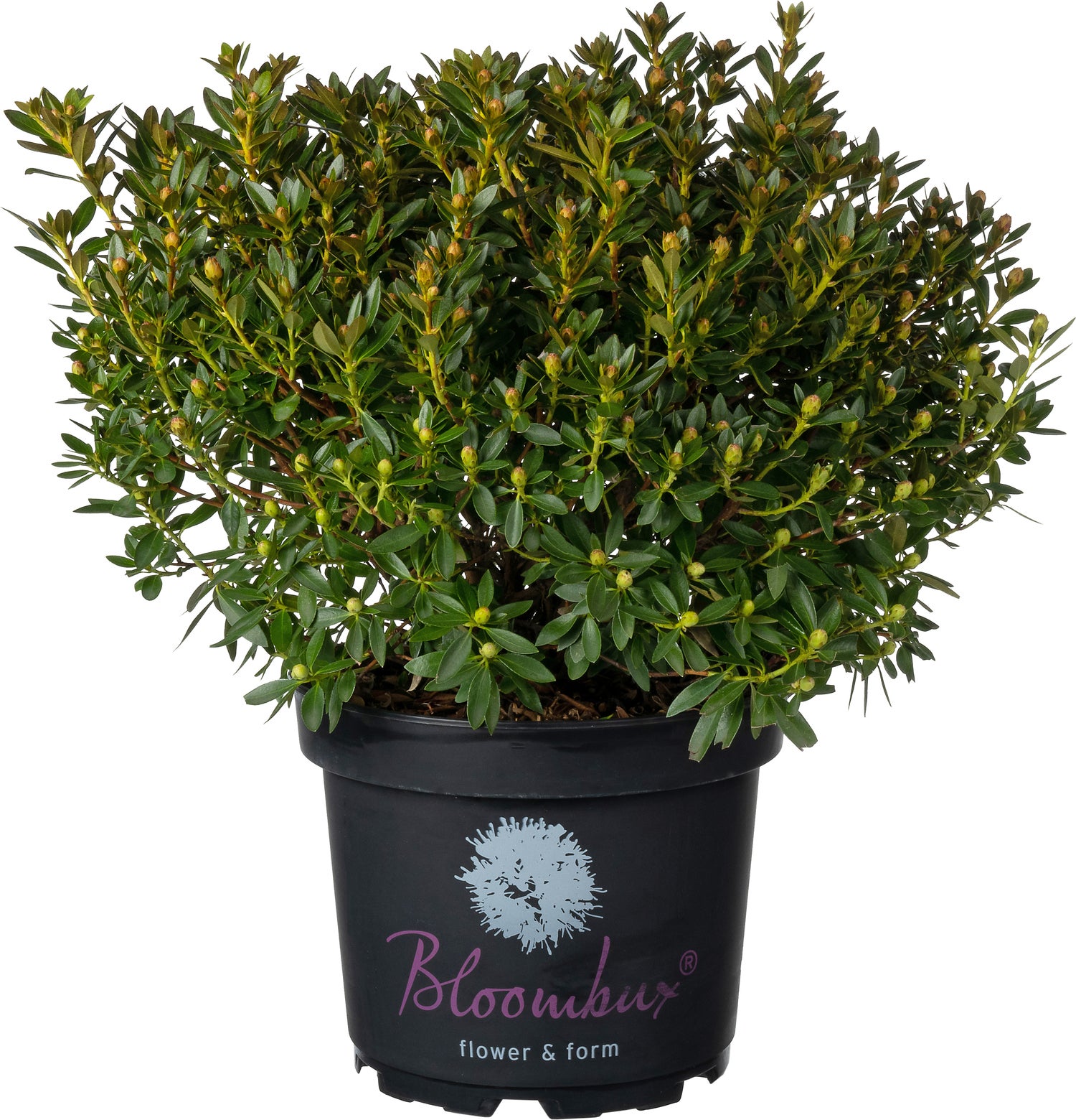 Kleinbladige Rhododendron (Rhododendron micranthum 'Bloombux') D 23 H 30 cm
