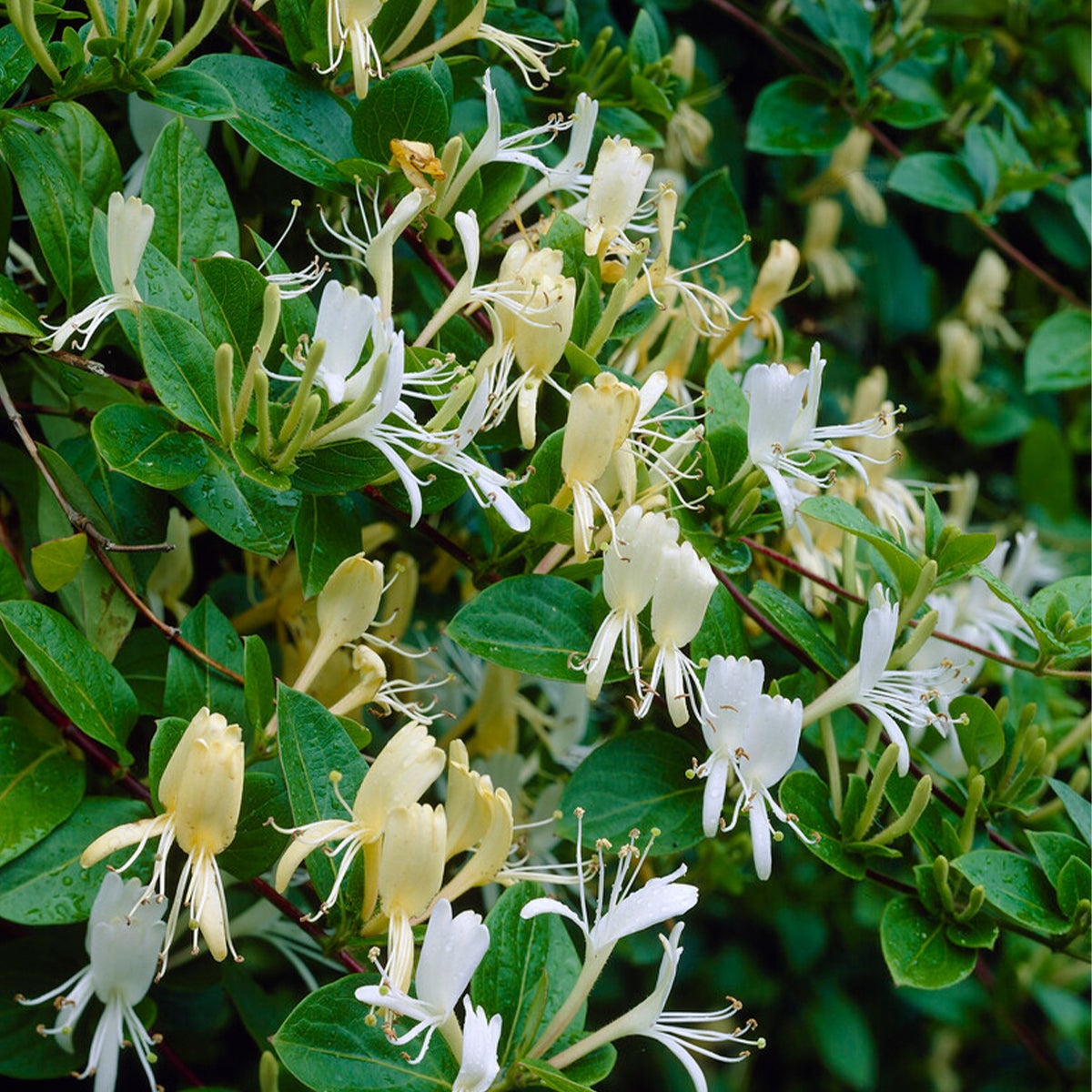 Bloomique – Lonicera Heckrottii Halliana – Japanse Kamperfoelie – Wit, Geel – Klimplanten – Tuinplanten – Winterhard – Potmaat 15 cm – 70–80 cm hoog
