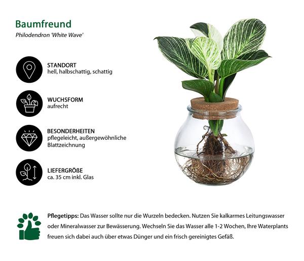 Waterplant Baumfreund im Kugelglas -