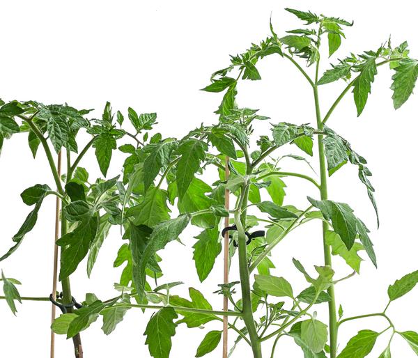 Gemüse-Set Tomatensalat, 3-teilig