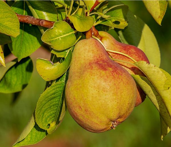 Sommerbirne 'Clapps Liebling'