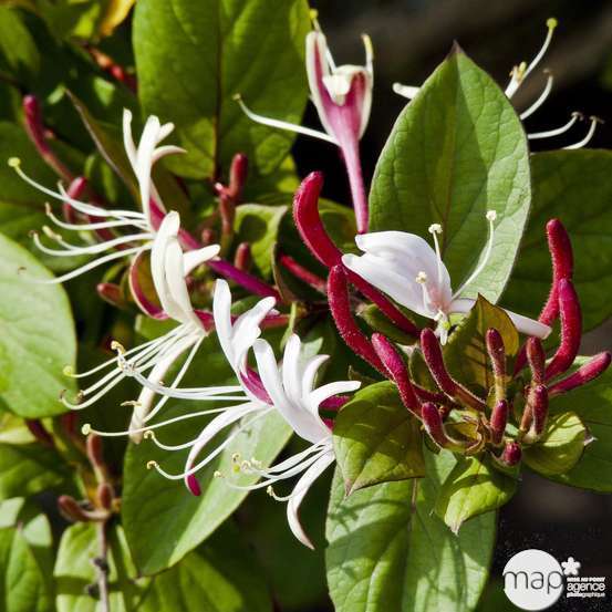 Lonicera japonica Sinensis : 3L