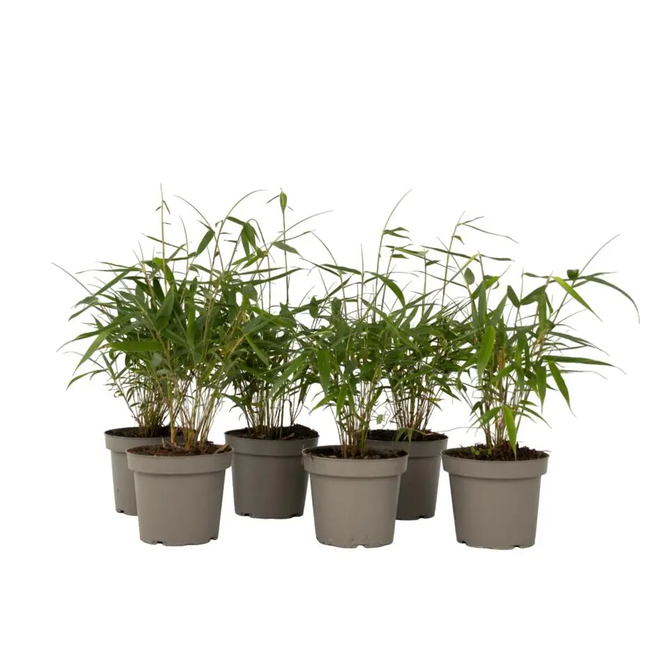 Kleurrijke Bamboe - Set van 6 - Fargesia 'Asian Wonder' - Hoogte 25-40cm - ⌀13cm