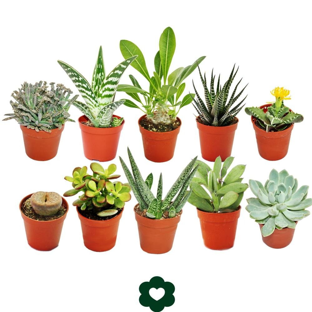 10 succulents différents 5,5cm pot dans un ensemble