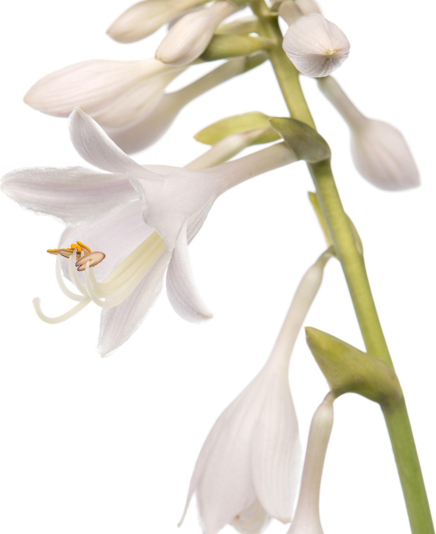 Hartlelie (Hosta sieboldiana 'Elegans') D 11 H 10 cm