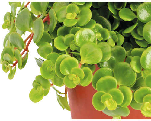 Sedum makinoii (FloraSelf) H 15-20 cm Ø 10,5 cm pot