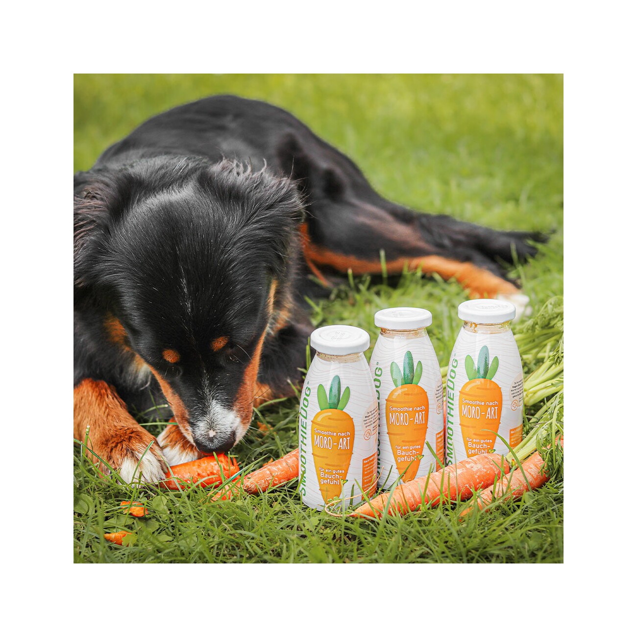 SmoothieDog Morosche Karottensuppe 6x250 ml