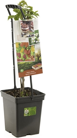 Intratuin biologische 4 frambozen (Rubus idaeus 'Quatro') D 18 H 65 cm