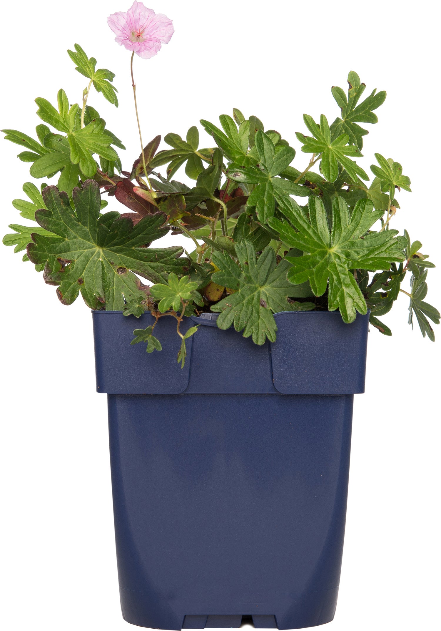 Ooievaarsbek (Geranium 'Azure Rush') D 9 H 15 cm