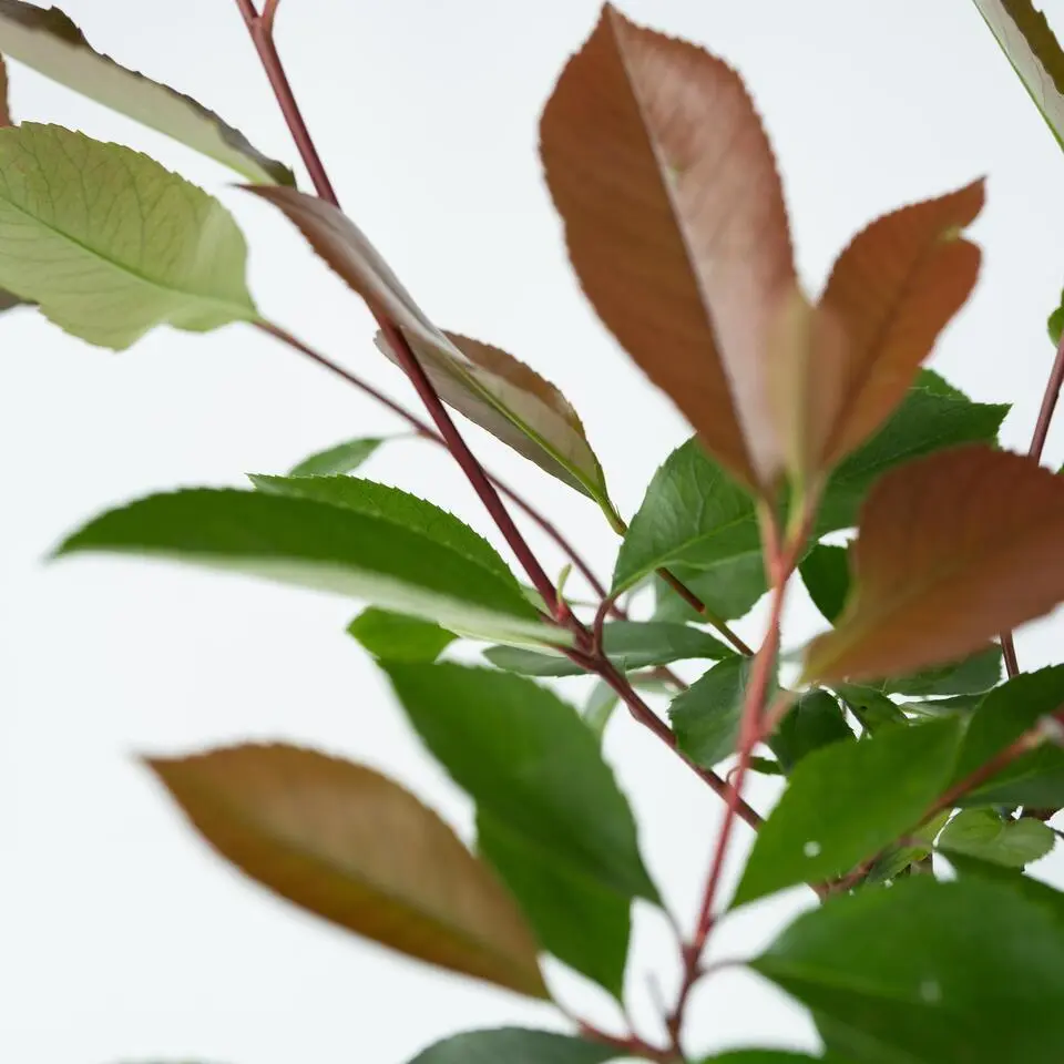 Glansmispel - Set van 6 - Photinia fraseri 'Red Robin' - Hoogte 30-40cm - ⌀17cm