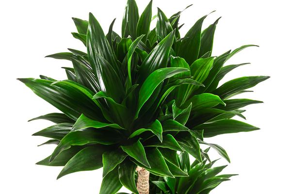 Drachenbaum - Dracaena compacta, Hydrokultur