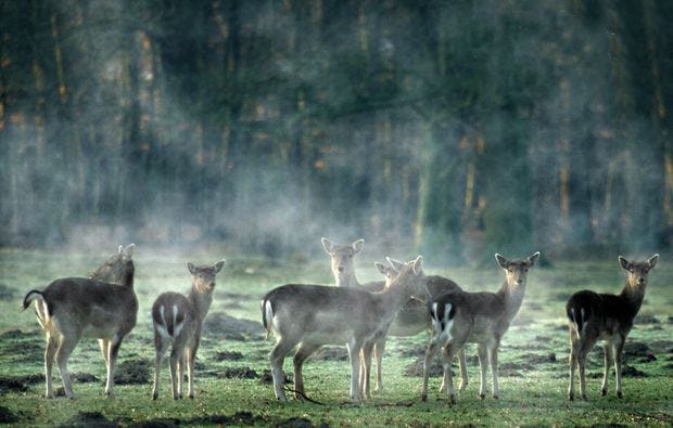 Fotokurs durch den Wildpark Dülmen als Geschenk