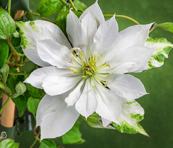 Waldrebe - Clematis 'Dancing Dorien®'