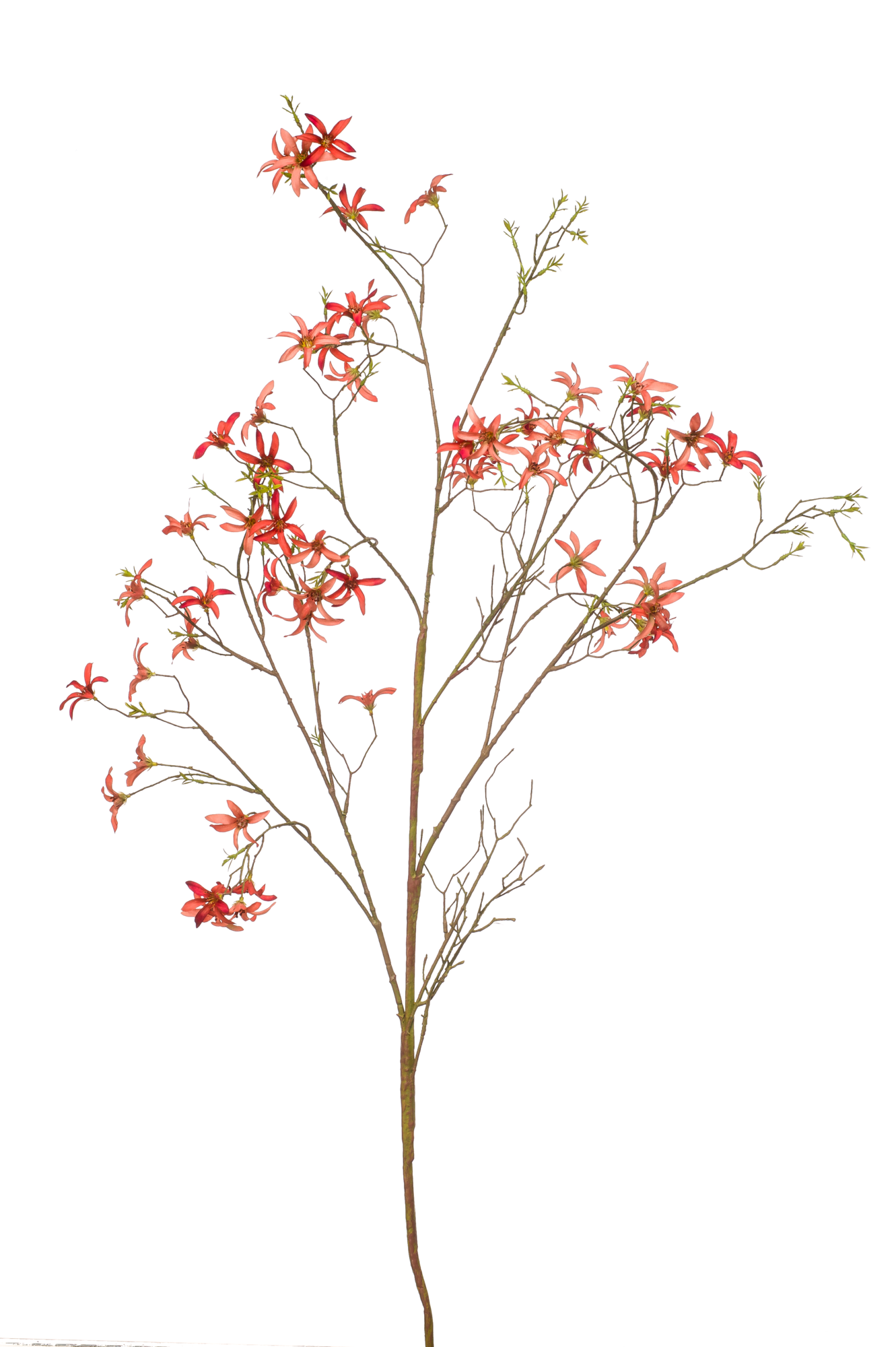 Forsythia branch orange