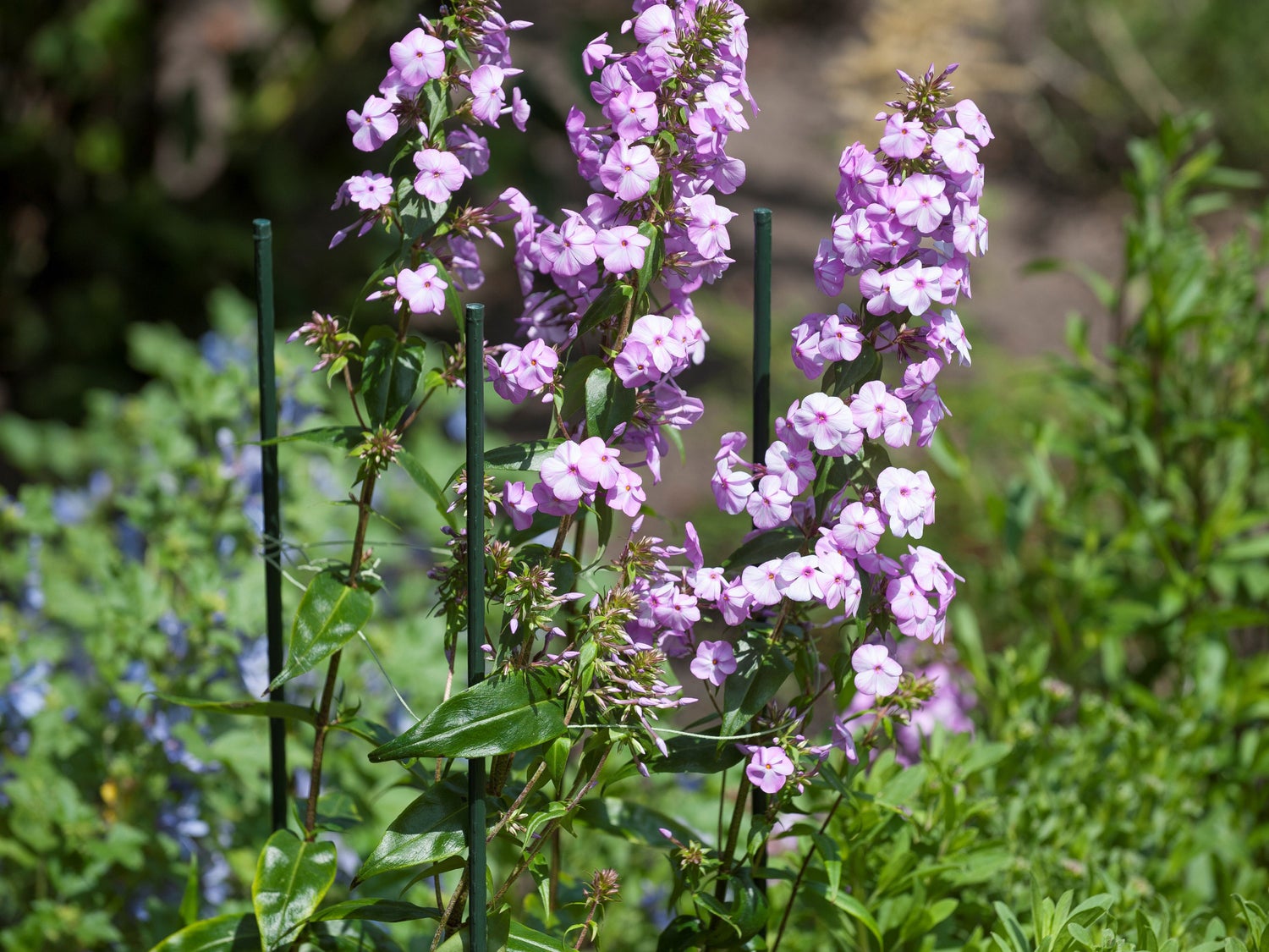 Nature plantenstok kunststof D 16 mm H 240 cm