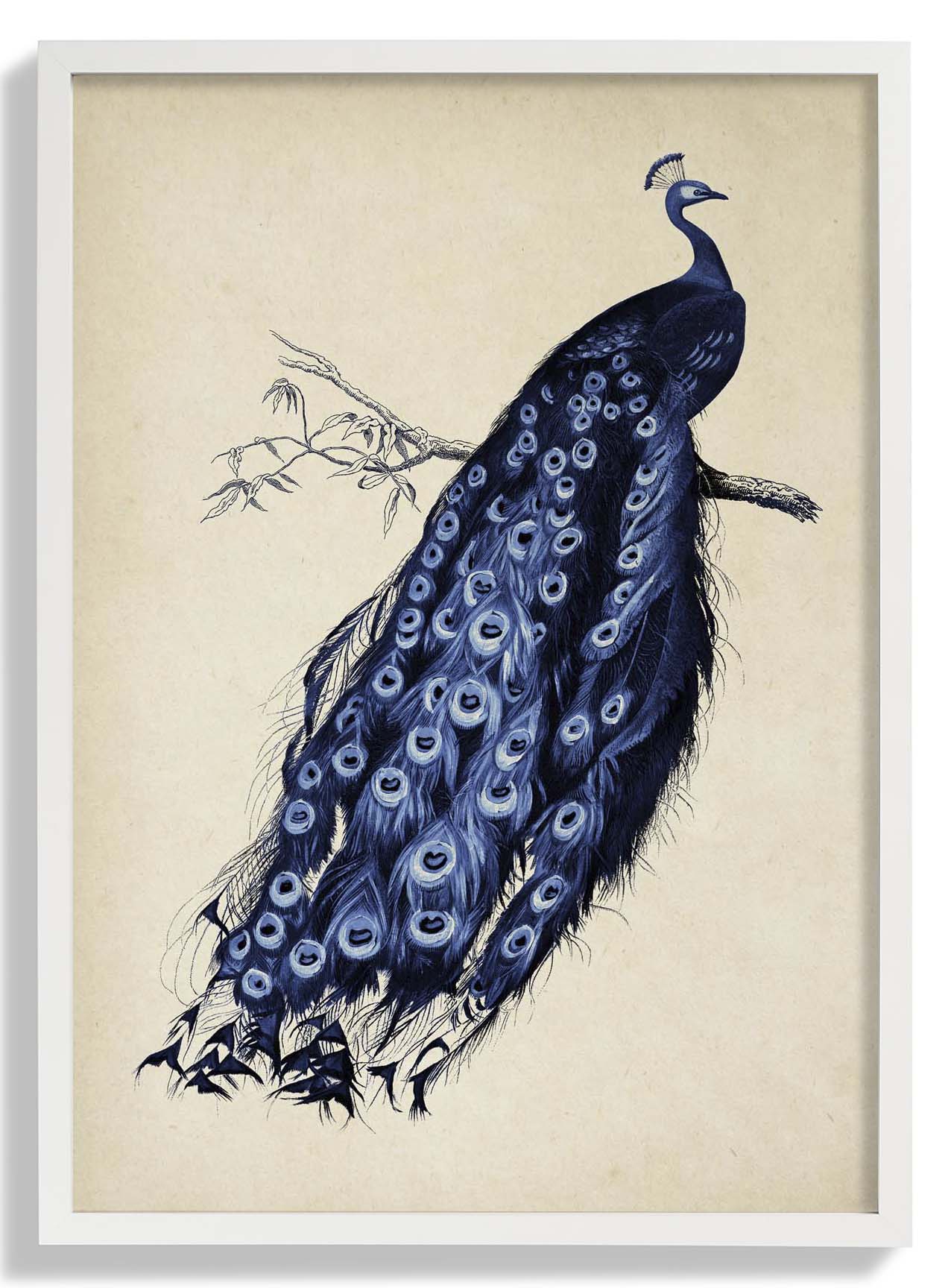 Antiker blauer Pfau