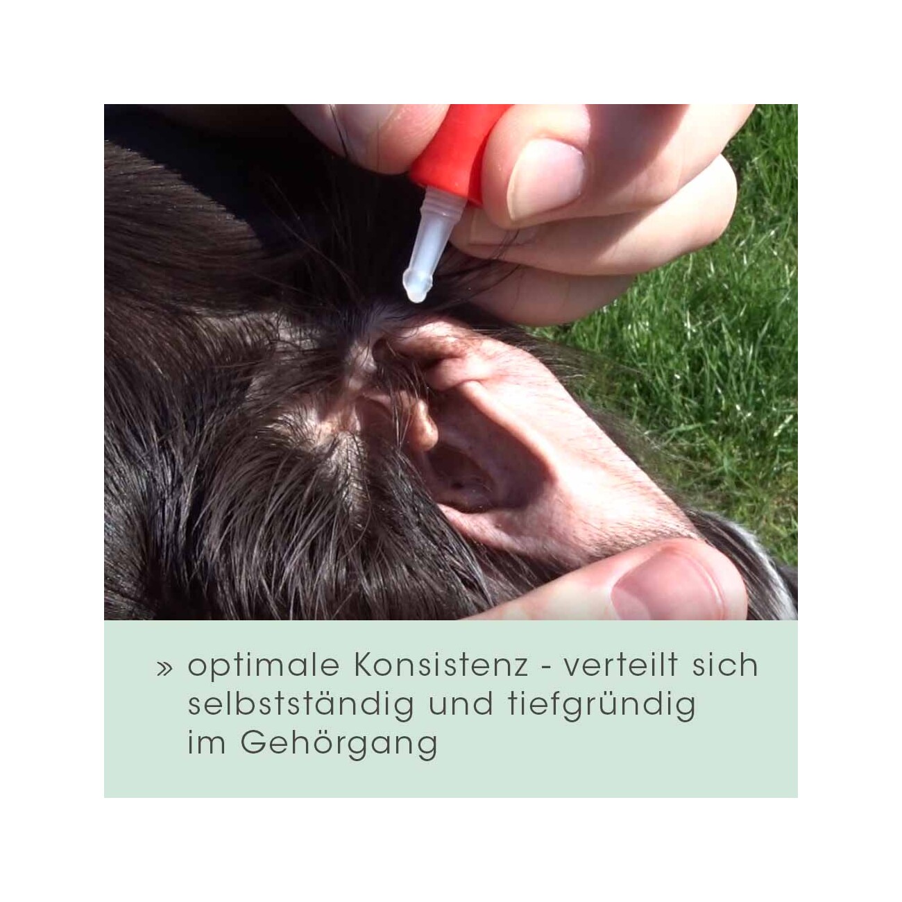 cdVet Ohrenpflege
