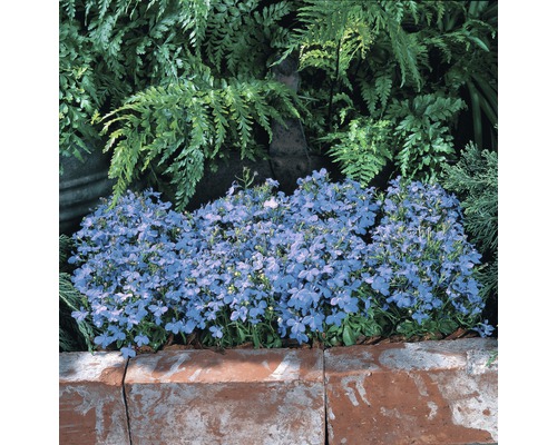 Hangende Lobelia FloraSelf Lobelia richardii Ø 10,5 cm pot