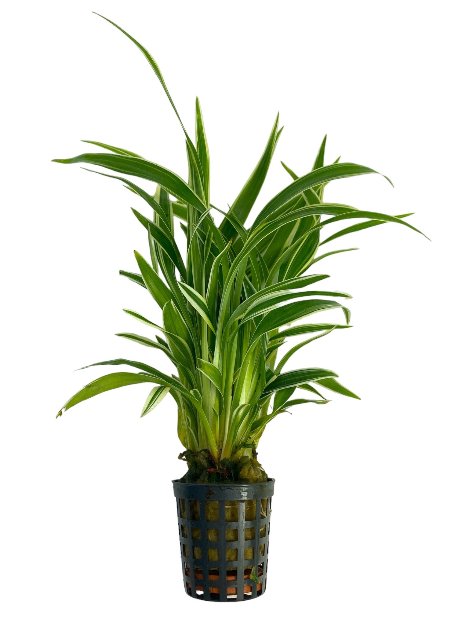 Waterplant Chlorophytum Bichettii
