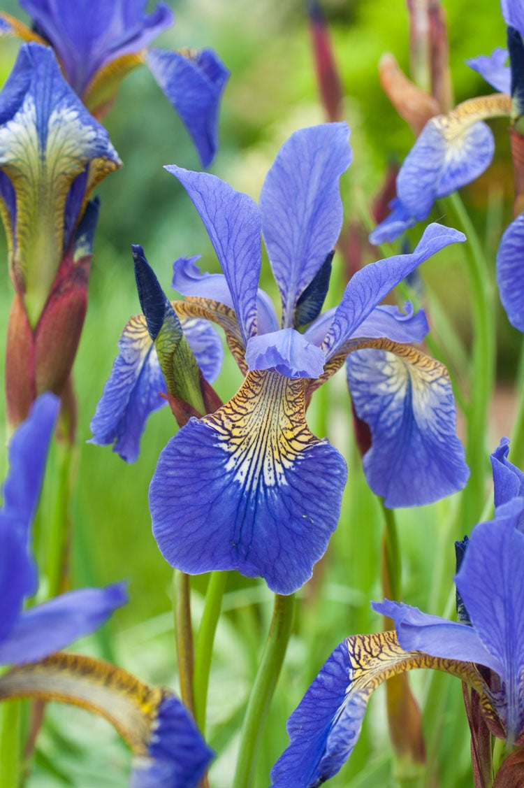 Siberische Lis (Iris sibirica 'Blue King') D 9 H 15 cm