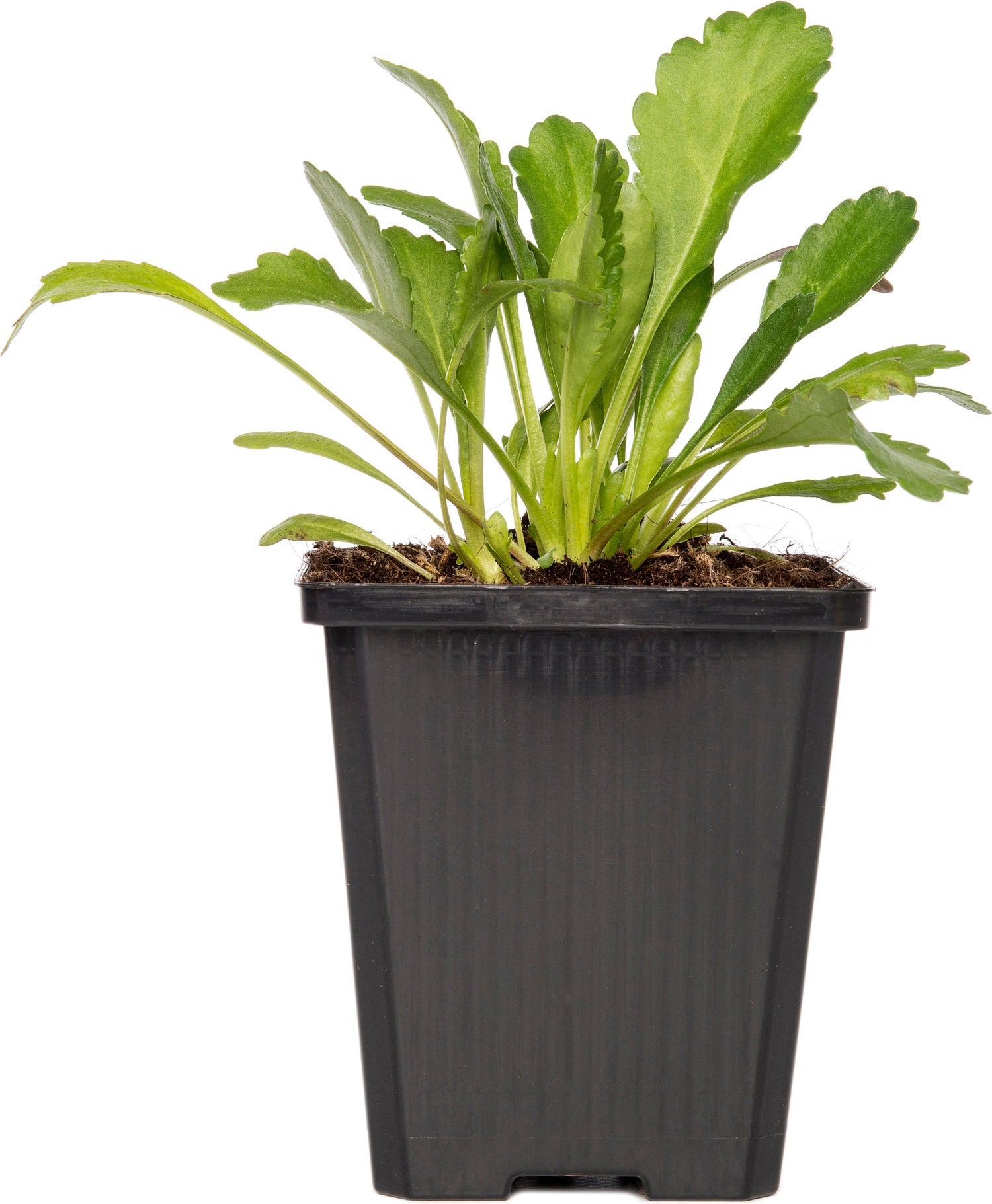 Margriet (Leucanthemum superbum 'Alaska') D 9 H 5 cm