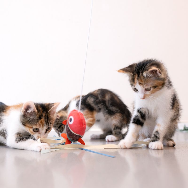 Canne à pêche TIAKI Poisson avec anneau pour le doigt pour chat