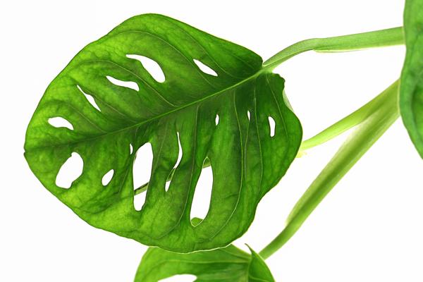 Fensterblatt - Monstera adansonii