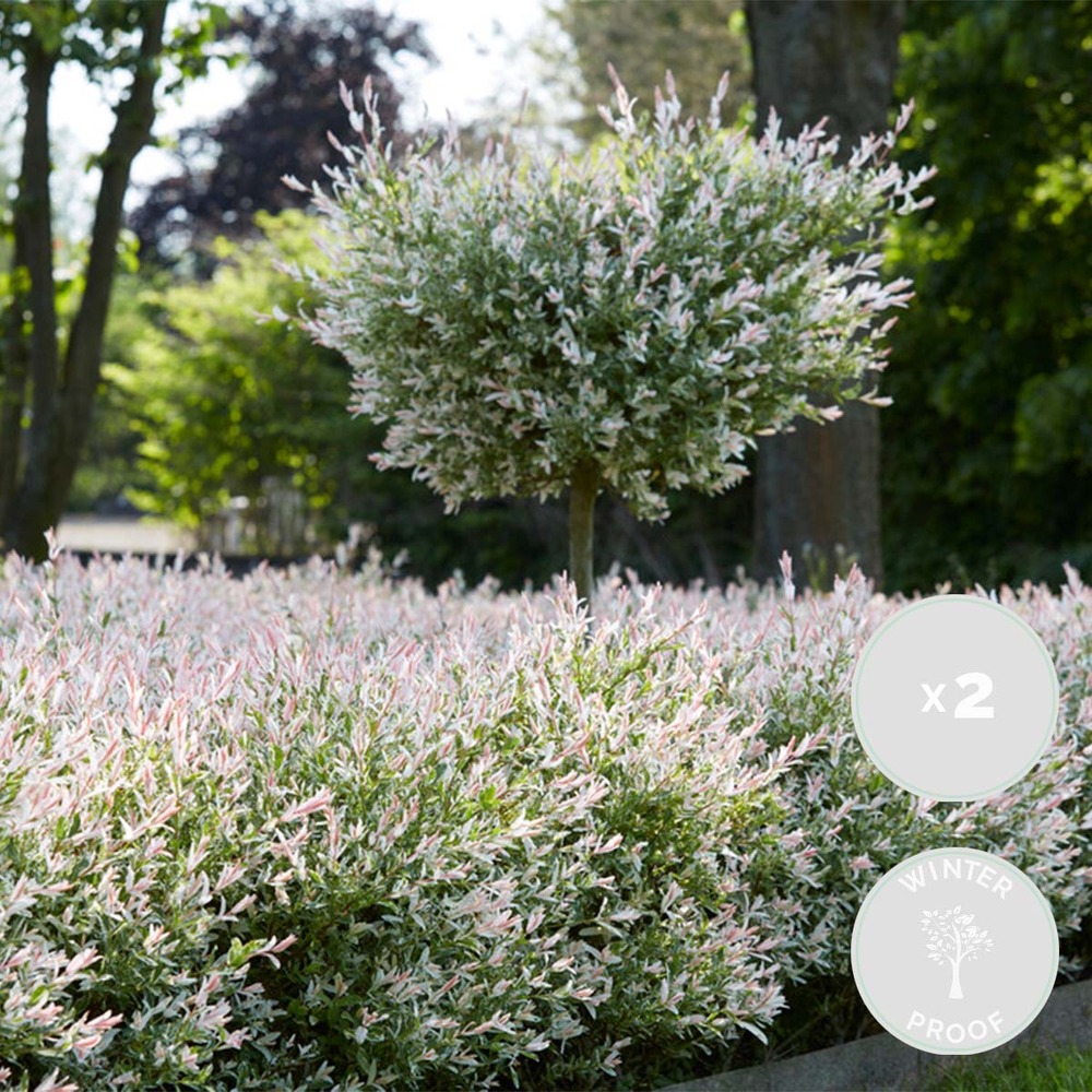 2x salix flamingo – saule panaché – saule ornemental – rustique - ⌀17 cm - ↕75-85 cm