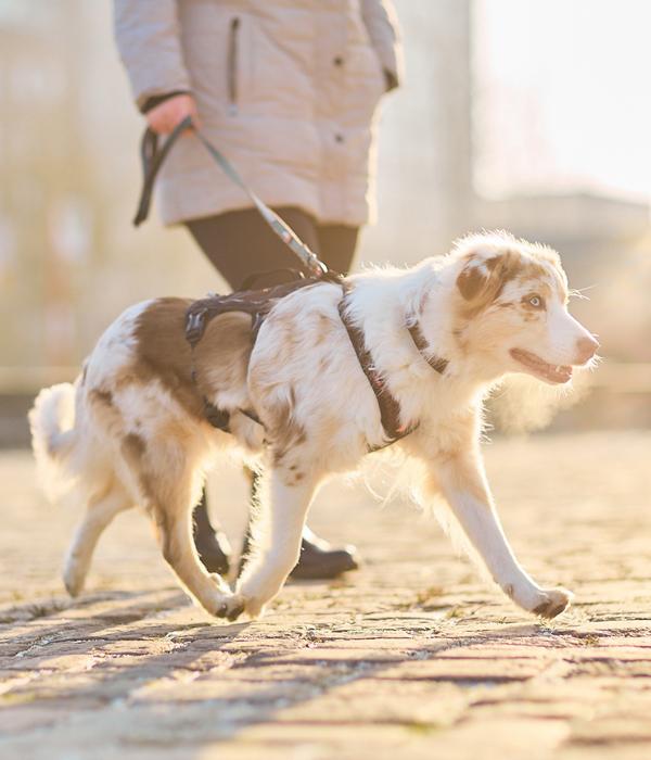 Non-stop dogwear Mehrzweck-Hundegeschirr Rock